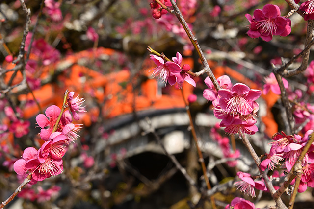 下鴨神社　光琳の梅（イメージ）