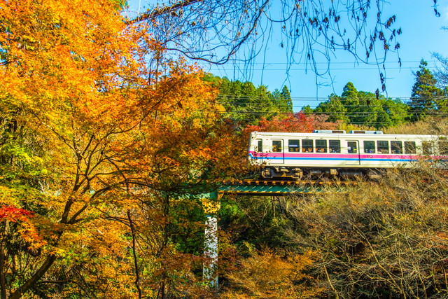 叡山電鉄 沿線の紅葉（イメージ）
