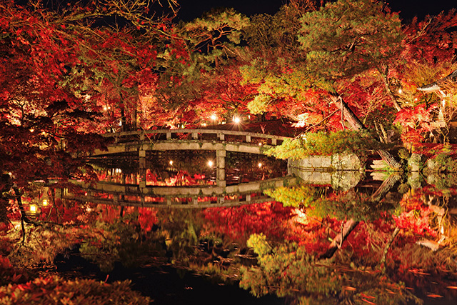 京都】紅葉ライトアップの名所10選〈2024年最新・見頃も紹介〉 | 国内 