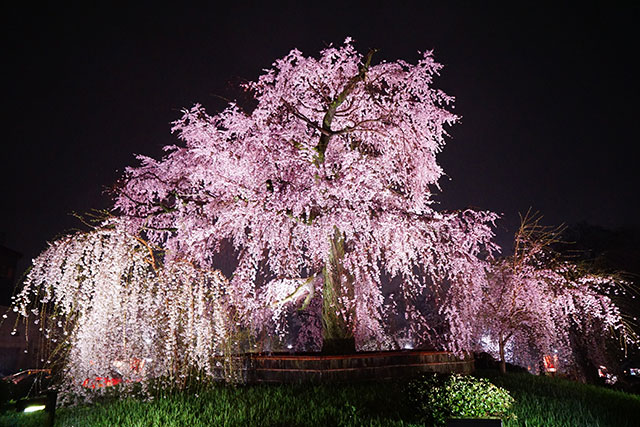 円山公園 桜ライトアップ（イメージ）