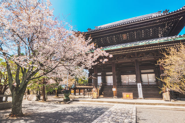 知恩院 桜（イメージ）