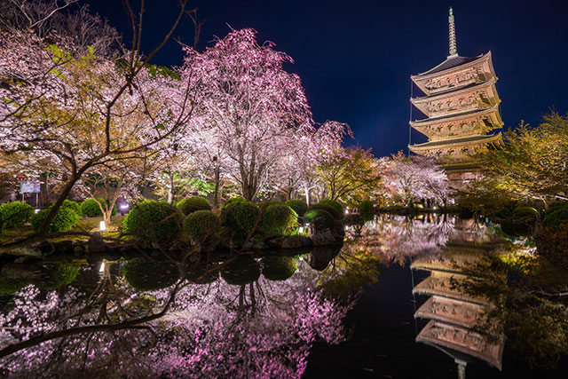 東寺 夜桜ライトアップ（イメージ）