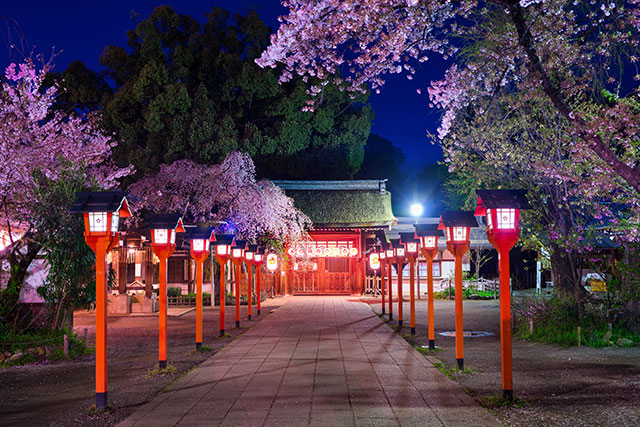 平野神社 ライトアップ（イメージ）