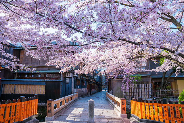 祇園白川 桜（イメージ）