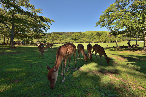 奈良公園（イメージ）
