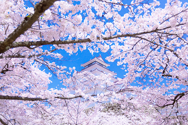 鶴ヶ城と桜（イメージ）