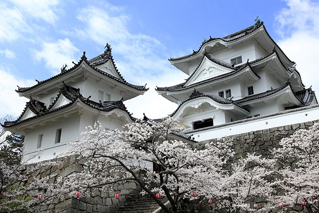 伊賀上野城と桜（イメージ）