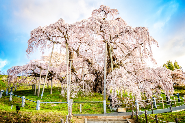 三春滝桜（イメージ）