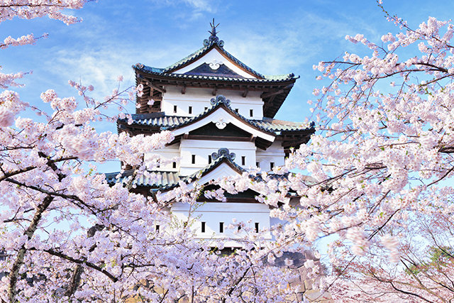 弘前城と桜（イメージ）