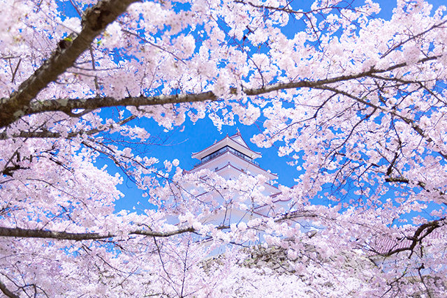 鶴ヶ城と桜（イメージ）