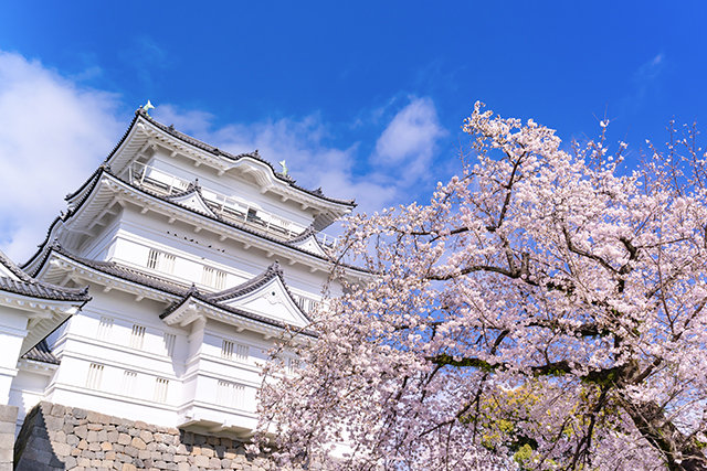 小田原城と桜（イメージ）