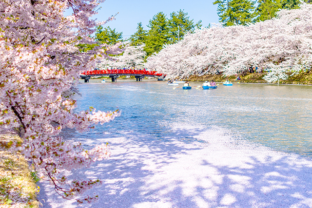 弘前公園 花筏（イメージ）
