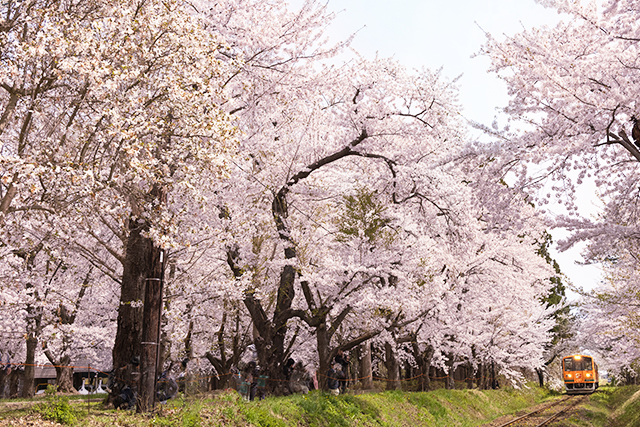 芦野公園 桜のトンネル（イメージ）