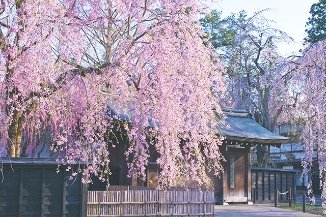 角館武家屋敷 枝垂桜（イメージ）