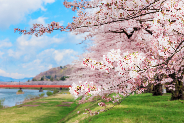 桧木内川堤 桜（イメージ）
