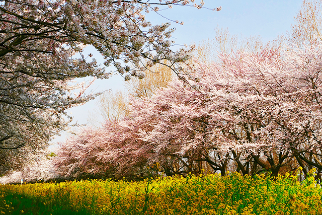 桜・菜の花ロード（イメージ）