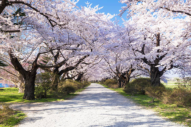 北上展勝地 桜並木（イメージ）