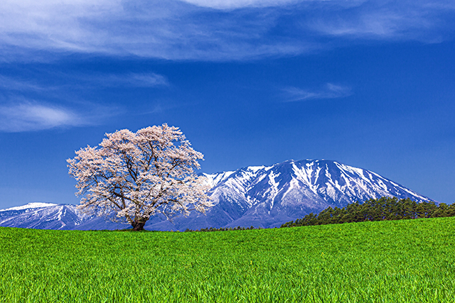小岩井農場 一本桜（イメージ）