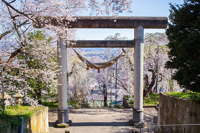 烏帽子山八幡宮の大鳥居と桜（イメージ）