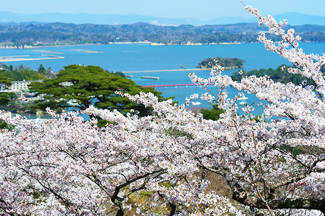 桜越しに臨む日本三景松島（イメージ）