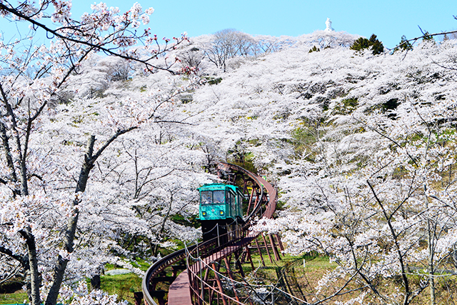 スロープカーと桜（イメージ）