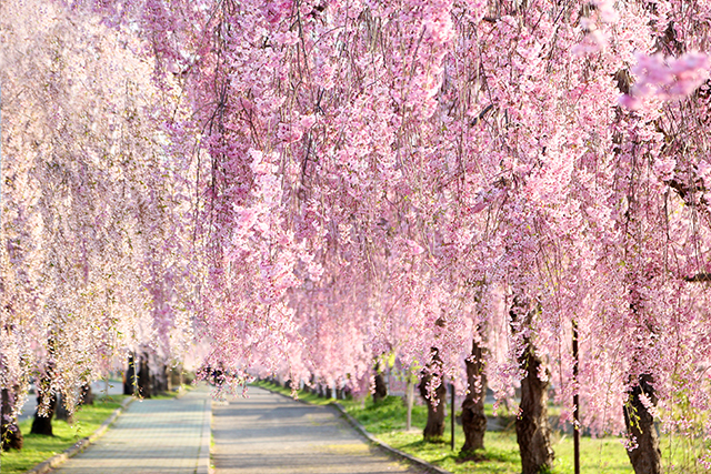 日中線しだれ桜並木（イメージ）