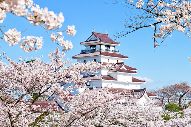 鶴ヶ城と桜（イメージ）