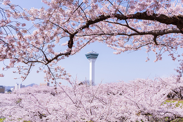 北海道 春（イメージ）