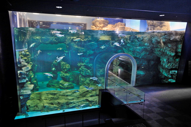 海響館_亜南極水槽（イメージ）