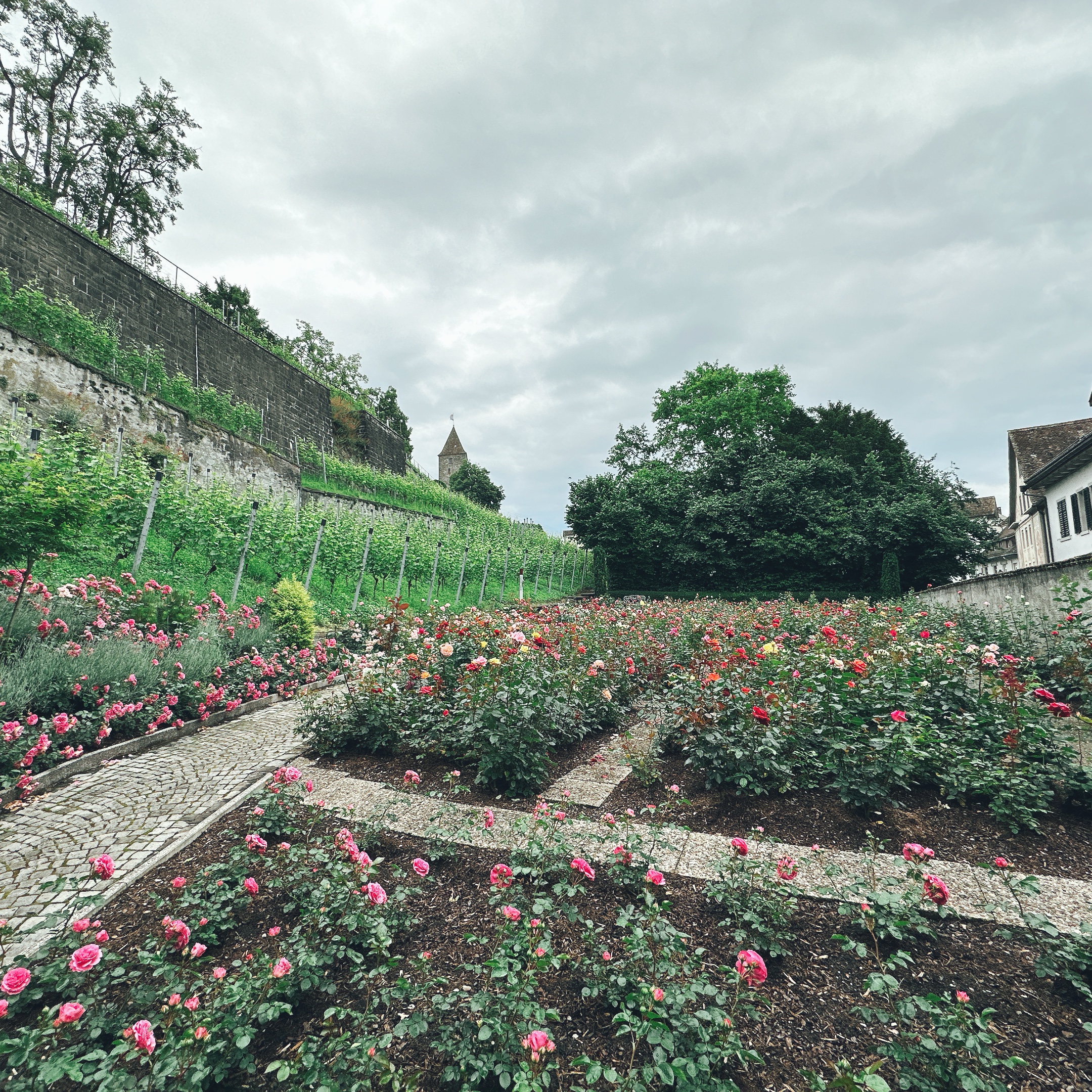 ラッパースヴィールの薔薇園