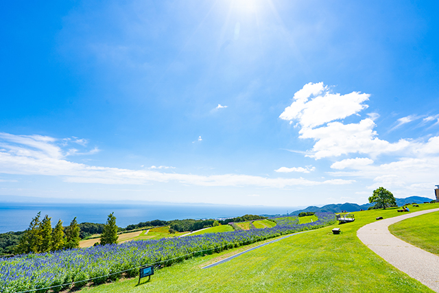 兵庫県立公園あわじ花さじき