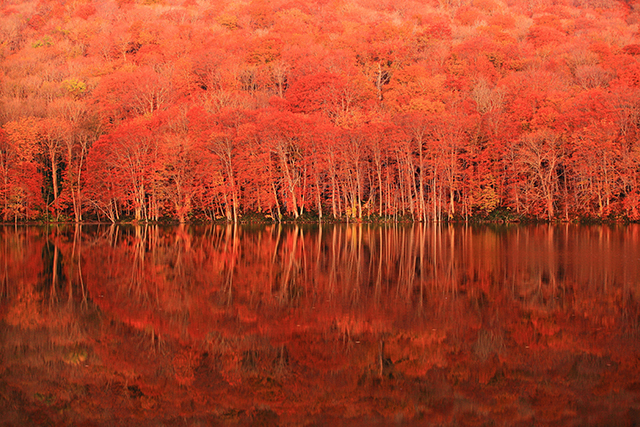 蔦沼 紅葉(イメージ)