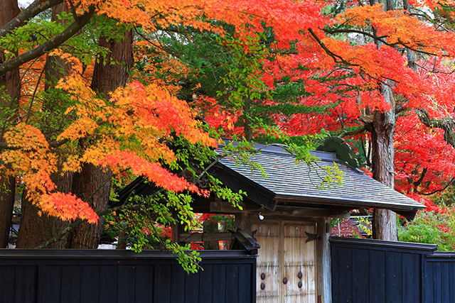 角館 紅葉（イメージ）
