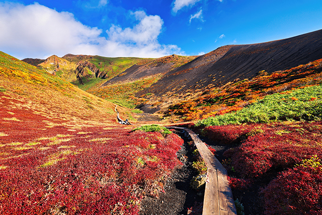秋田駒ヶ岳 紅葉(イメージ)