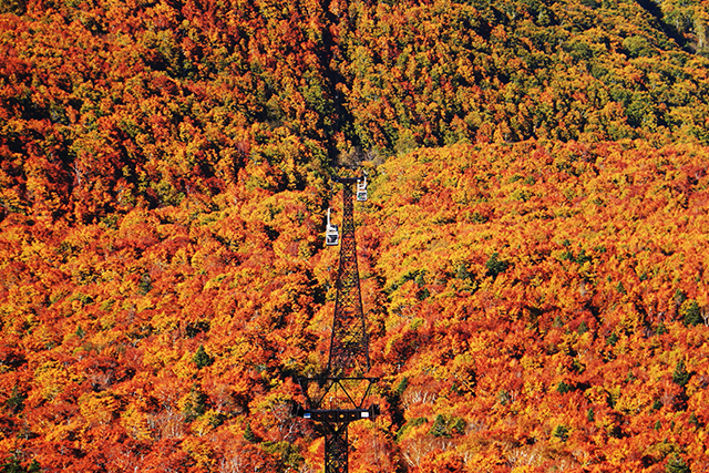 八甲田ロープウェー 紅葉（イメージ）