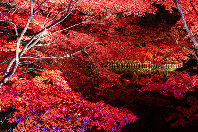 弘前公園 紅葉（イメージ）