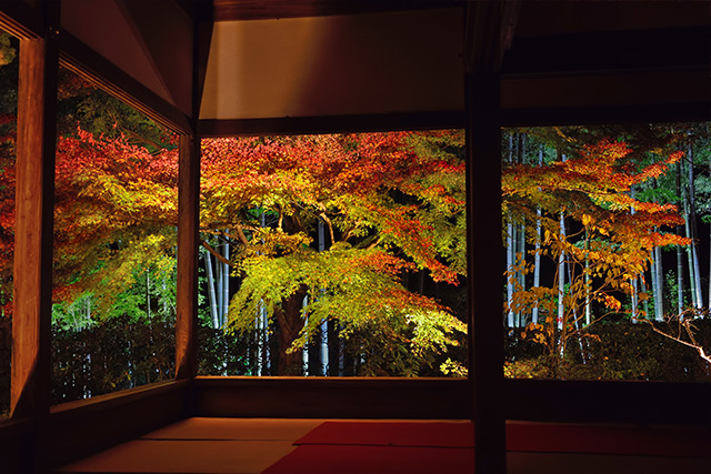 宝泉院 紅葉ライトアップ（イメージ）