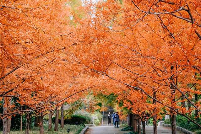 神戸市立森林植物園 昼の紅葉(イメージ)