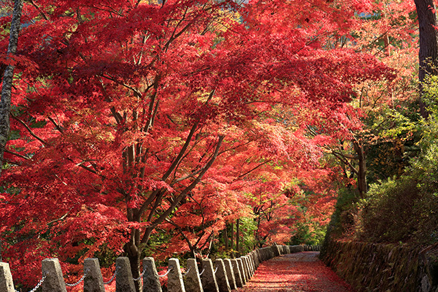 吉野山 昼の紅葉(イメージ)