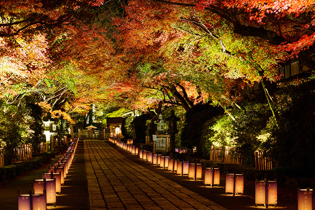 石山寺 紅葉ライトアップ(イメージ)
