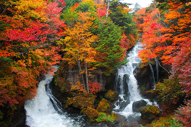 竜頭滝 紅葉(イメージ)
