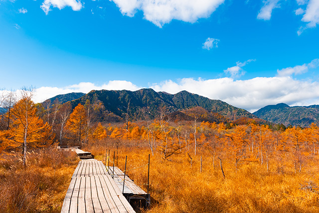 戦場ヶ原 紅葉(イメージ)