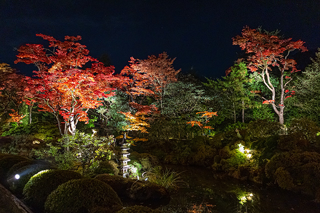 日光山輪王寺 紅葉 ライトアップ(イメージ)