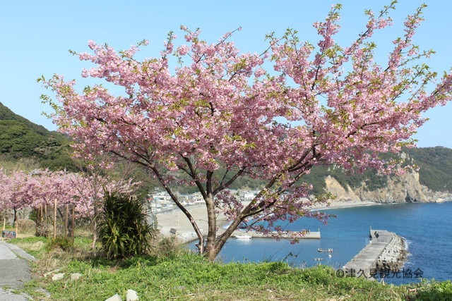 津久見 河津桜 ※画像提供：津久見観光協会