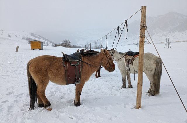 モンゴル_遊牧民訪問（イメージ）