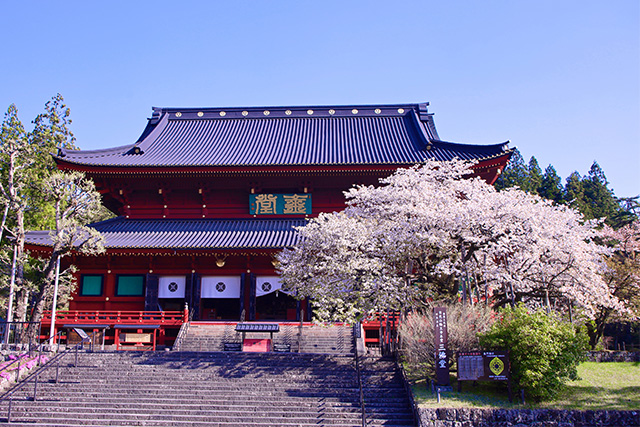 日光山輪王寺 桜（イメージ）