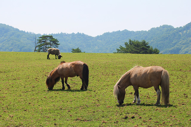 日光霧降高原 大笹牧場（イメージ）