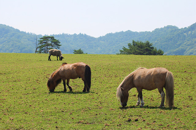 日光霧降高原 大笹牧場(イメージ)