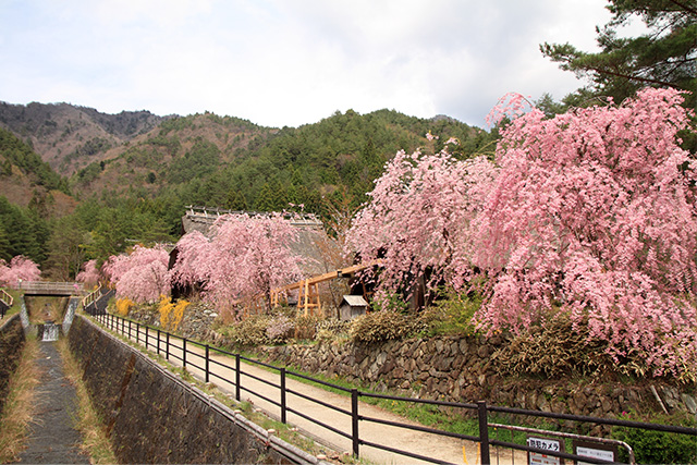 西湖いやしの里根場 桜（イメージ）