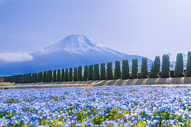 山中湖 花の都公園 ネモフィラ（イメージ）